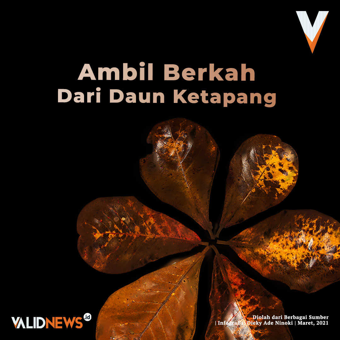Ambil Berkah dari Daun Ketapang